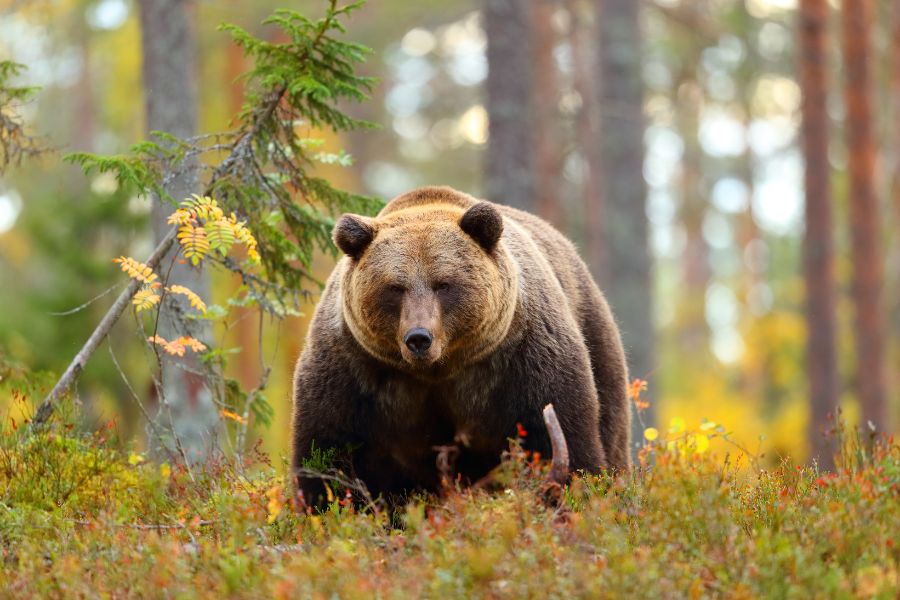 Comment trouver son animal totem ? l'ours
