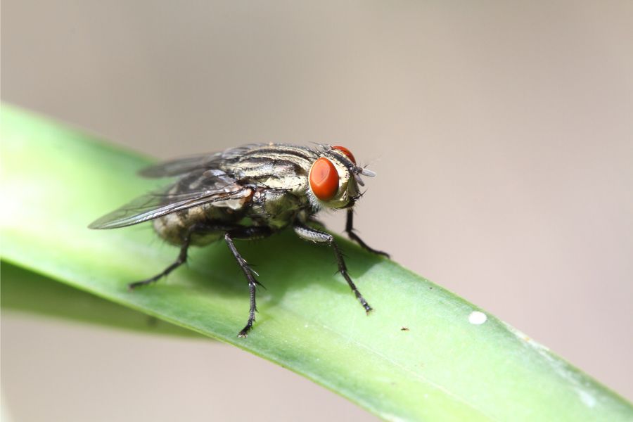 Le stomoxe: une mouche qui pique