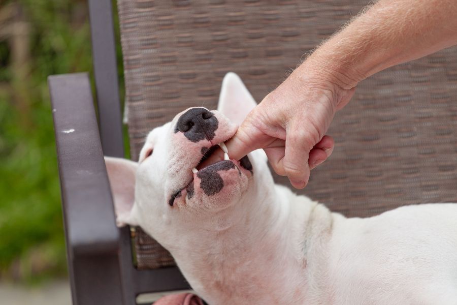 Se Rever And Me Rever Rêver Que Un Chien Me Mordre _ Rêver D’Un Chien Qui Mord – ALHFO