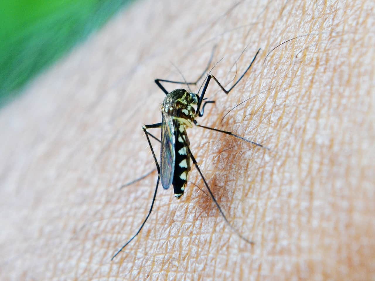 se protéger des moustiques et phlébotomes
