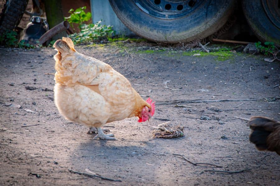 Pourquoi les poules mangent leurs œufs ?
