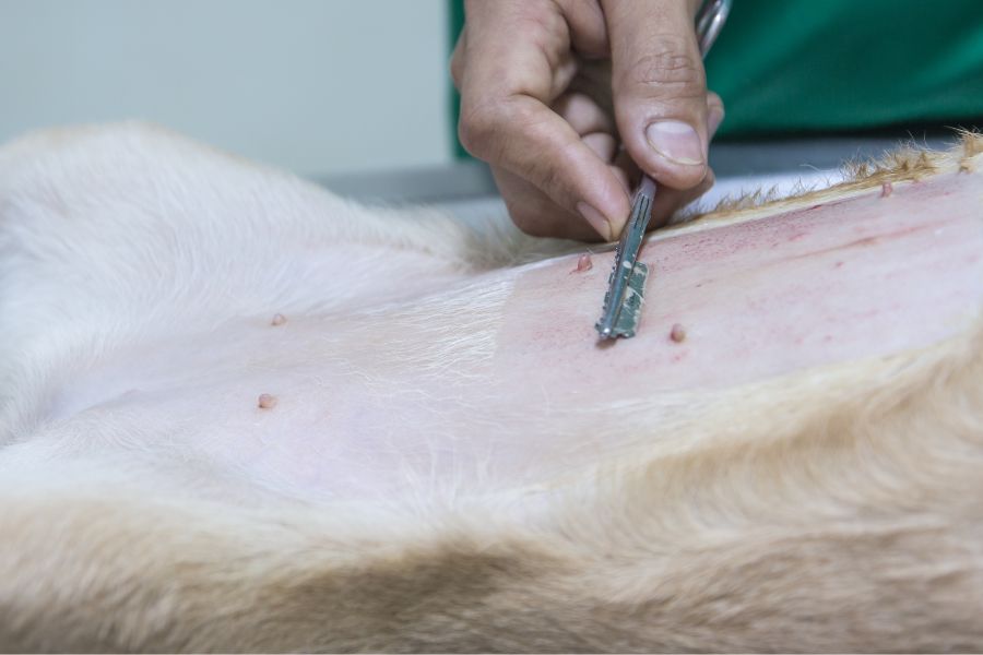 prix stérilisation du chien