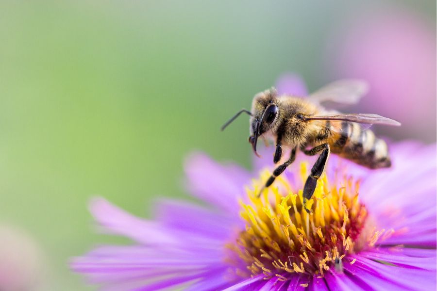 espérance et longévité des abeilles