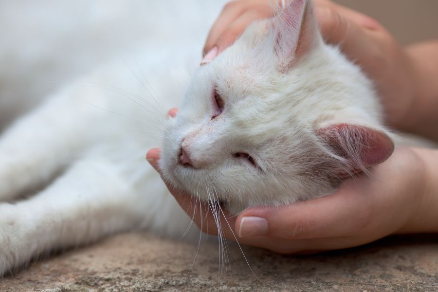 faire vomir un chat avec du peroxyde d'hydrogène