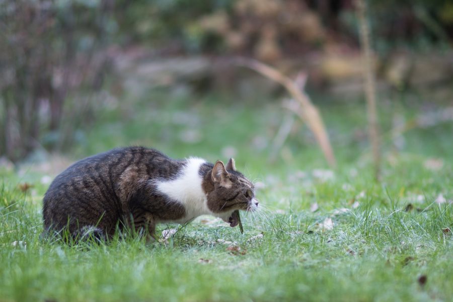 faire vomir un chat