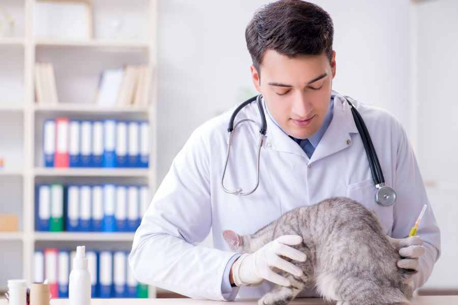 traitements des reins des chats