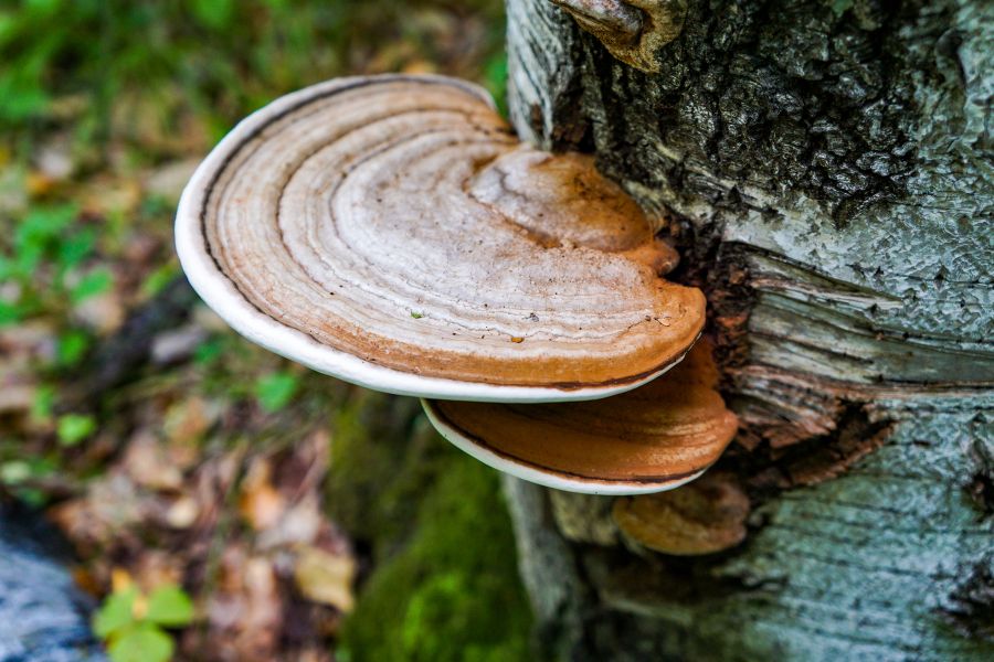 champignon medicinal chaga