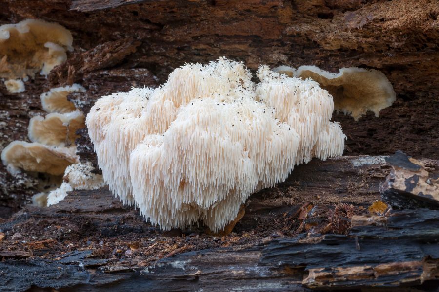 lion's mane tous les bienfaits du champignon crinière de lion