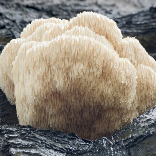 lion's mane champignon