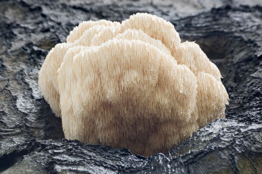 lion's mane champignon