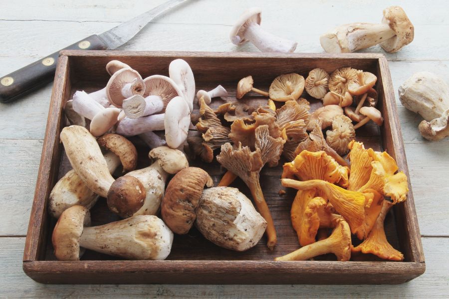 mélange de champignons médicinaux