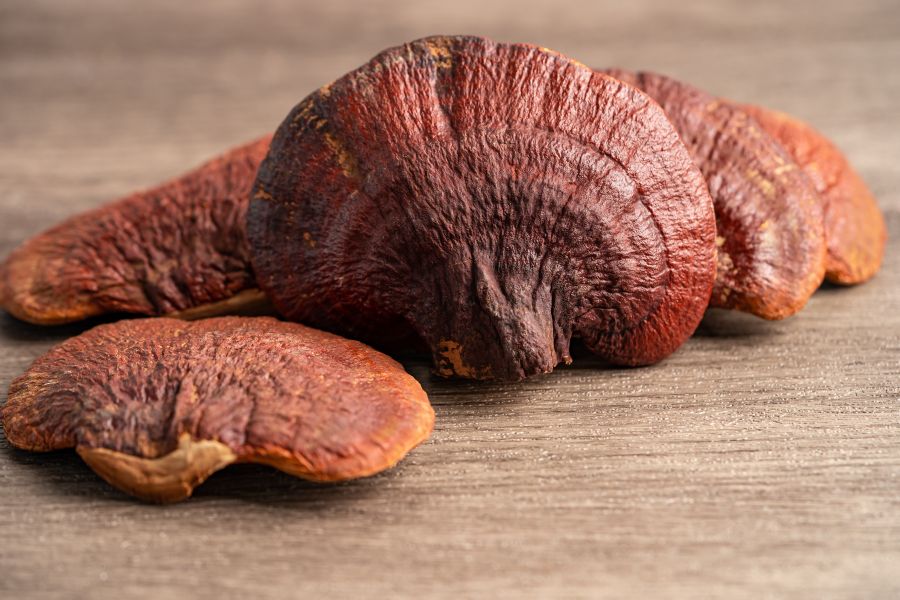 reishi