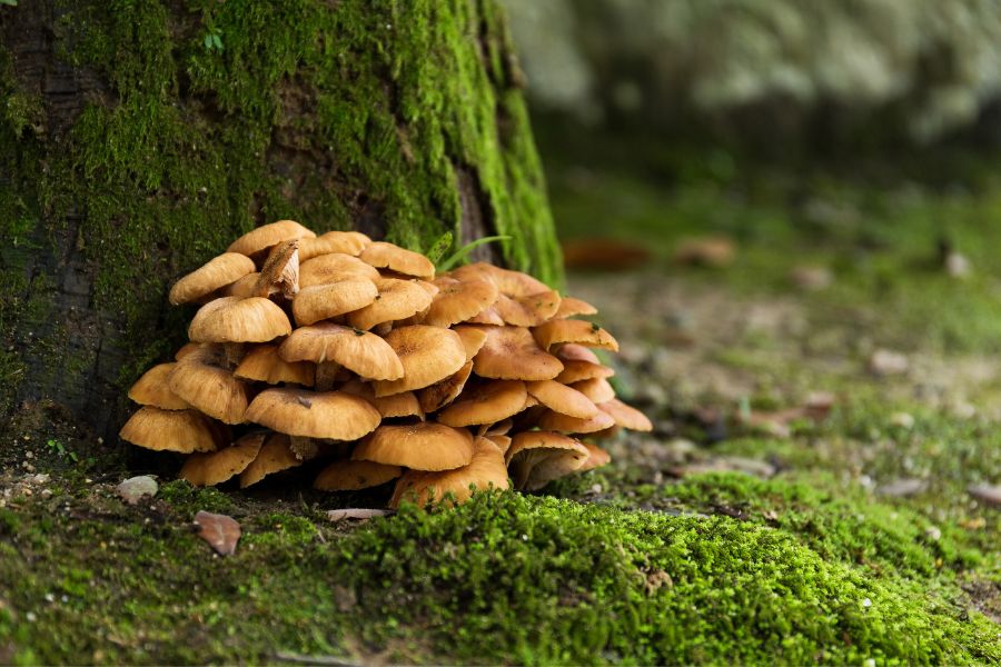 reishi, shiitake, maitake comparaison