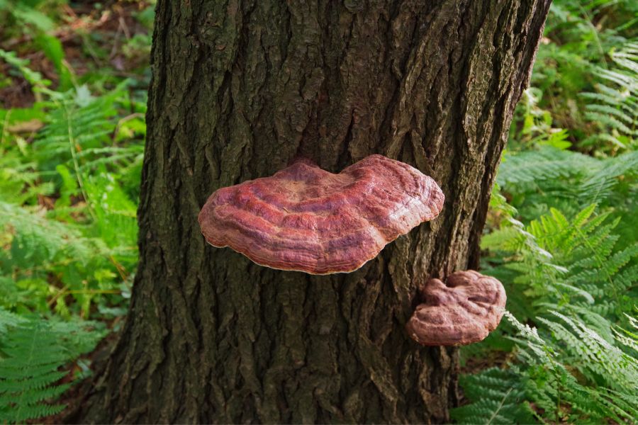 champignon reishi sur un arbre