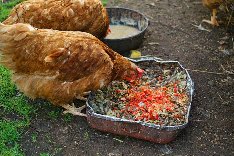 reste alimentaire poule