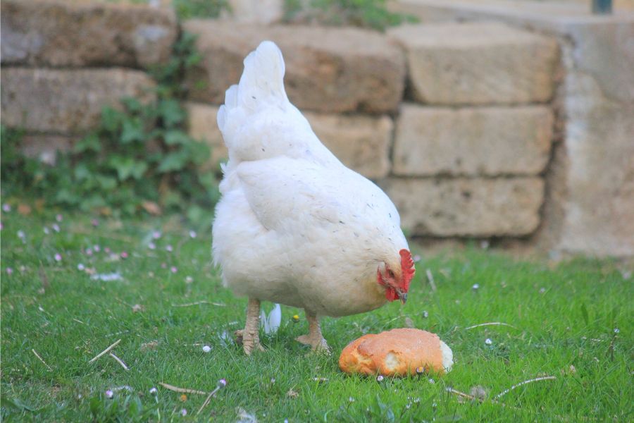 une poule qui mange du pain