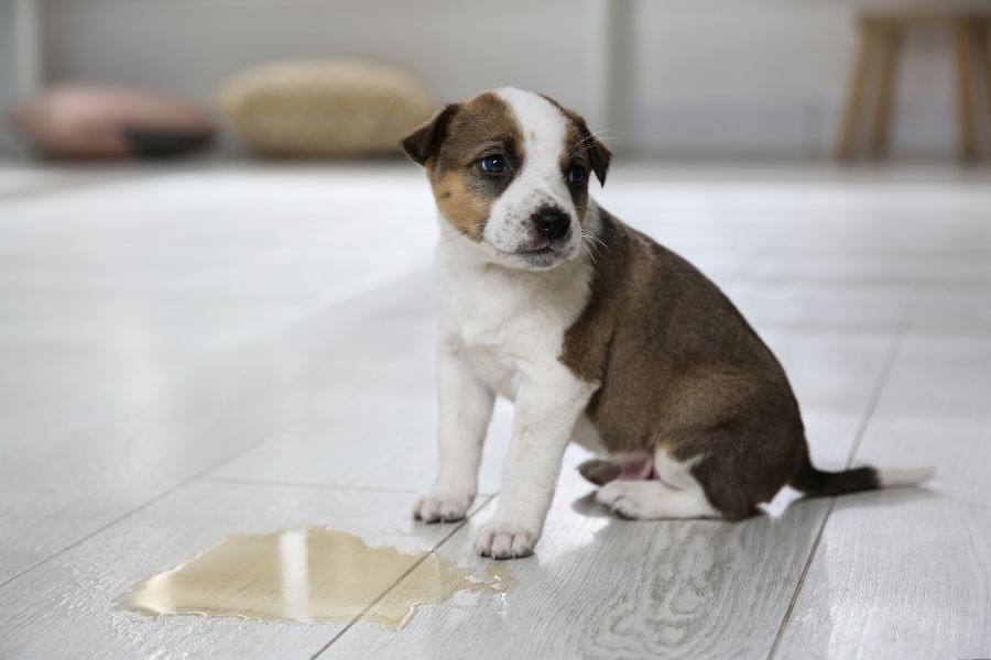 tache pipi de chien dans le salon