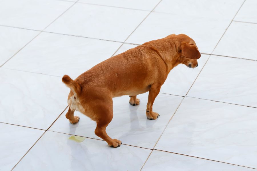 tache pipi de chien sur du carrelage