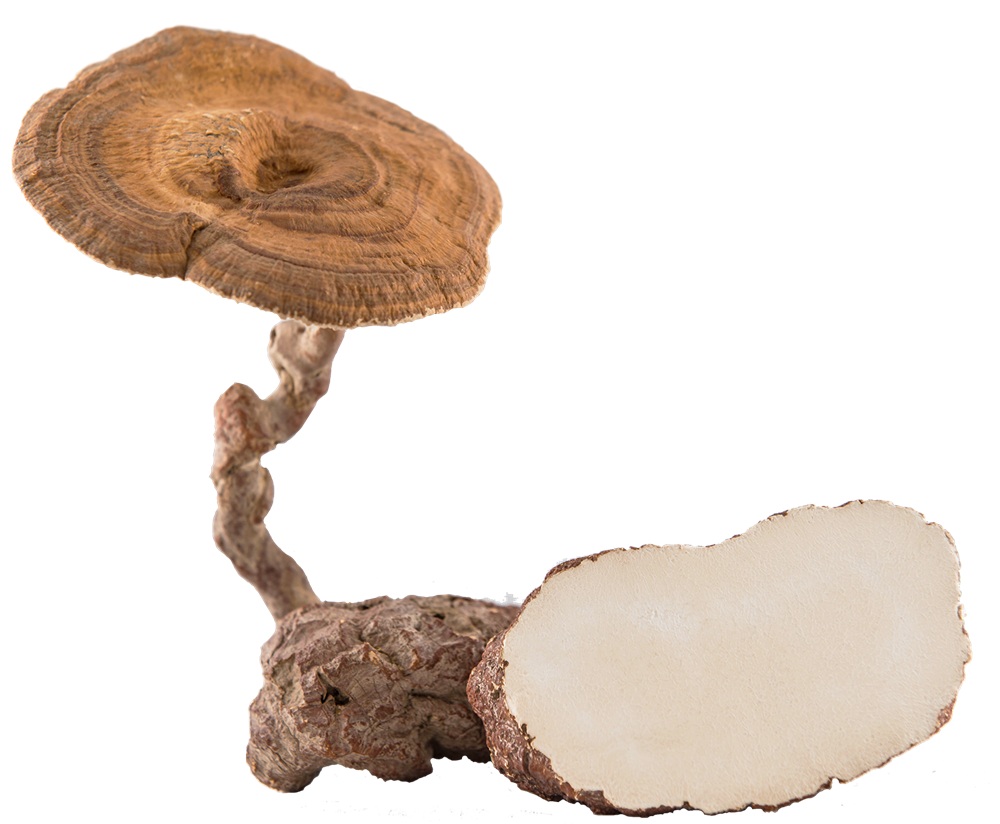 tiger milk mushroom ou champignon lait tigre