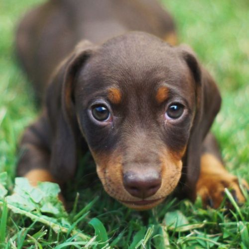 bien acceuillir un chiot à la maison