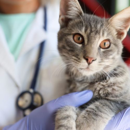 vétérinaire de garde à paris