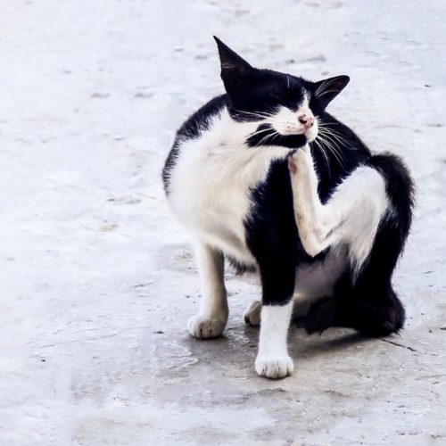 puces d'un chat