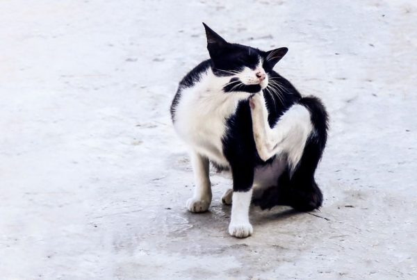 puces d'un chat