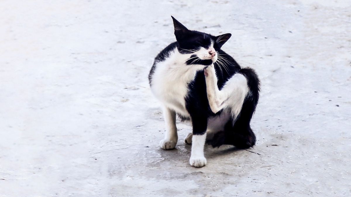 puces d'un chat